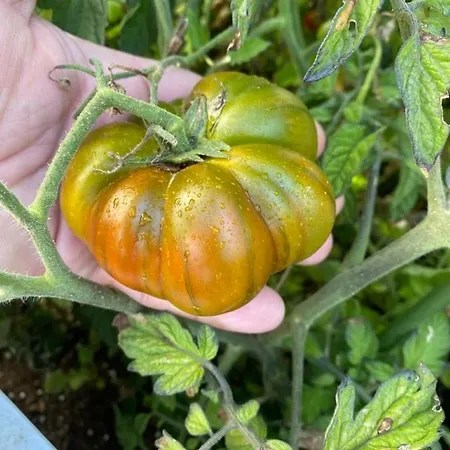 Alojamento de Acomodação e Pequeno-almoço Apulia Casa E Cucina Trani