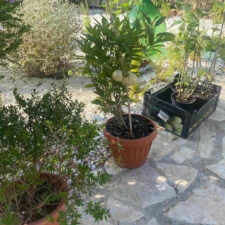 Apulia Casa E Cucina Alojamento de Acomodação e Pequeno-almoço Trani