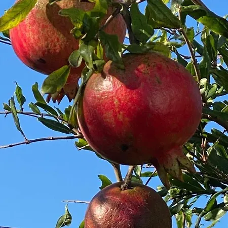 Apulia Casa E Cucina Nocleg ze śniadaniem 4*